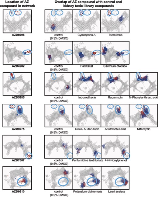 Overlap of AZ compounds with the network of kidney toxic library compounds. Coloring represents concentration in the respective drug in each node as the −log10(p value) and ranks from 0.2 (blue) to 67 (red). Circles indicate the location of nodes where an AZ compound clusters and were used to find overlaps in the network of new compounds with known library compounds to infer mechanistic information.