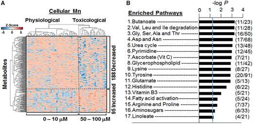 Hierarchal clustering and pathway enrichment analysis. A, Supervised hierarchal clustering of the 283 discriminatory metabolites clustered into 2 groups representing physiological and toxicological cellular Mn concentration is marked by a vertical dotted line. A total of 188 metabolites decreased (blue) and 95 metabolites increased (red) with increasing Mn cellular accumulation and is depicted by the horizontal dotted line. B, Enriched metabolic pathways using the 283 discriminatory features with cellular Mn concentration is demonstrated. A total of 17 significantly affected pathways are shown with –log P (p < .05) and comprising of ≥4 metabolites per pathway. Number of features that matched in the pathways are depicted as overlap/total features (n = 9 per treatment group).