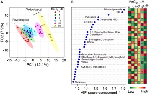 PLS-DA and the resultant top 30 discriminatory metabolic features contributing to the Mn dose-dependent separation. A, PLS-DA score plot for high-resolution metabolomics data resulting in a Mn dose-dependent separation is along principal component 1 (PC1–12.1%). B, The top 30 discriminatory metabolic features contributing to the separation listed from top to bottom is shown with their VIP scores (variable importance in projection scores) and changes in intensity at each Mn dose. The metabolite associated with the m/z features is marked as determined by Kegg ID.