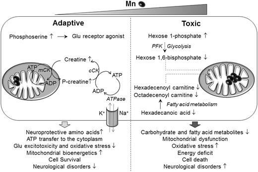 A proposed schematic diagram representing Mn-dependent adaptive and toxic cellular responses. Adaptive (left), human neuroblastoma cells (SH-SY5Y) exposed to physiological Mn stimulates adjustment in amino acid metabolism by increasing metabolites such as creatine, phosphocreatine, and phosphoserine. The creatine kinase enzyme (mCK), present in the mitochondrial inter membrane space generates phosphocreatine using creatine, and ATP generated in the mitochondria, while the cytoplasmic creatine kinase (cCK), regenerates ATP in the cytoplasm. Thus, providing a rapid supply of ATP that is used by ATP-dependent processes such as ATPase for Na+ and K+ pump or providing ADP supply for energy-generating processes such as glycolysis. Neuroprotective amines are known to prevent glutamate excitotoxicity, reduce oxidative stress, and enhance mitochondrial bioenergetics. Phosphoserine is a glutamate receptor agonist and promotes neuronal differentiation, thereby providing potential for regenerative medicine. These neuroprotective amines thus promote cell survival that could protect against neurological diseases. Toxic (right), cells exposed to toxic Mn disrupts energy and fatty acid metabolism by decreasing hexose 1,6 bisphosphate and acyl carnitine esters such as octadecenoyl carnitine and hexadecenoyl carnitine. Phosphofructokinase (PFK) is an important enzyme in glycolysis that generates hexose 1,6-bisphosphate and uses Mn as a cofactor. Decline in energy substrates used by the mitochondria could lead to mitochondrial dysfunction. Additionally accumulation of mitochondrial oxidative stress with toxic Mn could exacerbate mitochondrial dysfunction eventually resulting in cell death and inability to recover. This deleterious combination could eventually precipitate into Mn neurotoxicity and neurological disorders.