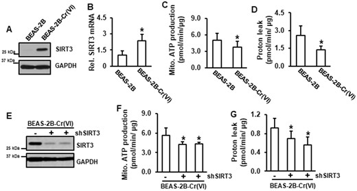 SIRT3 is a positive regulator of mitochondrial oxidative phosphorylation pathway in Cr(VI)-transformed cells. A, Whole protein lysates from Cr(VI)-transformed cells and passage-matched normal BEAS-2B cells were used for immunoblotting analysis. B, RNA was isolated from Cr(VI)-transformed cells and passage-matched normal BEAS-2B cells and subjected to RT-PCR analysis. C and D, Passage-matched normal BEAS-2B and Cr(VI)-transformed cells were seeded in 96-well plates for overnight. Mitochondrial stress test was conducted using Seahorse analysis. Data are expressed as mean ± SD (n = 8). *p < .05 compared with those in passage-matched BEAS-2B cells. E, Cr(VI)-transformed cells were transfected with or without shSIRT3. Whole protein lysates were subjected to immunoblotting analysis. F and G, Cr(VI)-transformed cells transfected with or without shSIRT3 were seeded in 96-well plates for overnight followed by Seahorse analysis. Data are expressed as mean ± SD (n = 8 or 16). *p < .05 compared with Cr(VI)-transformed cells without SIRT3 knockdown.