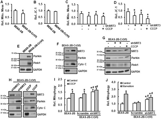 SIRT3 is a negative regulator of mitophagy in Cr(VI)-transformed cells. A and B, Passage-matched normal BEAS-2B and Cr(VI)-transformed cells were seeded in 96-well plate for overnight. A, Mitochondrial mass was measured and B, JC-1 fluorescence intensity was measured. Data are expressed as mean ± SD (n = 8). *p < .05 compared with that in BEAS-2B cells. C and D, Cr(VI)-transformed cells transfected with or without shSIRT3, or treatment with 5 µM of CCCP for 4 h were seeded in 96-well plate for overnight. C, Mitochondrial mass was measured and D, JC-1 fluorescence intensity was measured. Data are expressed as mean ± SD (n = 8). *p < .05 compared with that in Cr(VI)-transformed cells without treatment. E, Whole protein lysates from Cr(VI)-transformed cells and passage-matched normal BEAS-2B cells were subjected to immunoblotting analysis. F, Mitochondrial and cytosolic fractions from Cr(VI)-transformed cells were isolated and subjected to immunoblotting analysis. G, Whole protein lysates from Cr(VI)-transformed cells transfected with or without shSIRT3, or treated with 5 µM of CCCP for 4 h were subjected to immunoblotting analysis. H, Mitochondrial and cytosolic fractions from Cr(VI)-transformed cells transfected with or without shSIRT3, or treated with 5 µM of CCCP for 4 h were subjected to immunoblotting analysis. I, BEAS-2B cells or Cr(VI)-transformed cells transfected with or without shSIRT3, or treated with 5 µM of CCCP for 4 h were seeded in 96-well plate for overnight. mKeima fluorescence intensity was measured. Data are expressed as mean ± SD (n = 8). * and #, p < .05 compared with that in BEAS-2B cells without treatment or Cr(VI)-transformed cells without treatment, respectively. J, BEAS-2B cells and Cr(VI)-transformed cells transfected with or without shSIRT3 were seeded in 96-well plate for overnight. Cells were starved for 24 h. mKeima fluorescence intensity was measured. Data are expressed as mean ± SD (n = 8). * and #, p < .05 compared with Controls in BEAS-2B cells and Cr(VI)-transformed cells, respectively.