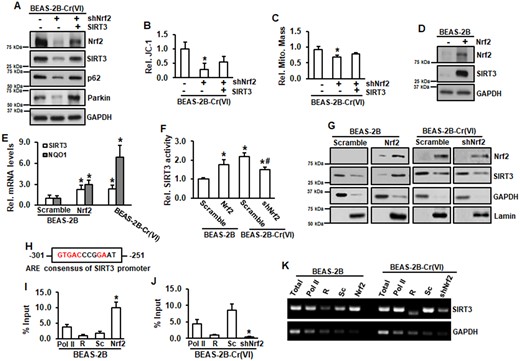 Nrf2 positively regulates SIRT3. A–C, Cr(VI)-transformed cells transfected with or without shNrf2, or in combination with SIRT3 expression were submitted for immunoblotting analysis (A), JC-1 analysis (B), and mitochondria mass measurement (C). B and C, Data are expressed as mean ± SD (n = 8). *p < .05 compared with those in Cr(VI)-transformed cells. D, Whole lysates from BEAS-2B with or without stable Nrf2 expression were subjected to immunoblotting analysis. E, RNA was isolated from BEAS-2B with or without stable Nrf2 expression or Cr(VI)-transformed cells. mRNA level was measured using RT-PCR analysis. Data are expressed as mean ± SD (n = 3). *p < .05 compared with that in BEAS-2B cells (Scramble). F, BEAS-2B with or without stable Nrf2 expression and Cr(VI)-transformed cells with or without shNrf2 were transfected with SIRT3 luciferase reporter. After 48 h of transfection, the cells were seeded in 96-well plates for overnight, followed by luciferase measurement. Data are expressed as mean ± SD (n = 8). * and #, p < .05 compared with that in BEAS-2B cells and Cr(VI)-transformed cells, respectively. G, Nuclear and cytosolic fractions from BEAS-2B with or without stable Nrf2 expression and Cr(VI)-transformed cells with or without shNrf2 were isolated and subjected to immunoblotting analysis. H, Consensus of ARE of human SIRT3 gene promoter. I–K, BEAS-2B with or without stable Nrf2 expression and Cr(VI)-transformed cells with or without shNrf2 were submitted to ChIP with anti-Nrf2 antibody or control Rabbit IgG (R). Binding of Nrf2 to SIRT3 promoters was analyzed by PCR using specific primers. GAPDH was used as a control. I and J, ChIP and quantitative RT-PCR. The amounts of immunoprecipitated DNA were normalized to the inputs and plotted. Data are mean ± SD (n = 3). *p < .05 compared with Scramble cells (Sc). K, Amplified DNA was separated on agarose gel followed by band visualization under ultraviolet transillumination. ARE, antioxidant response element; ChIP, Chromatin immunoprecipitation.