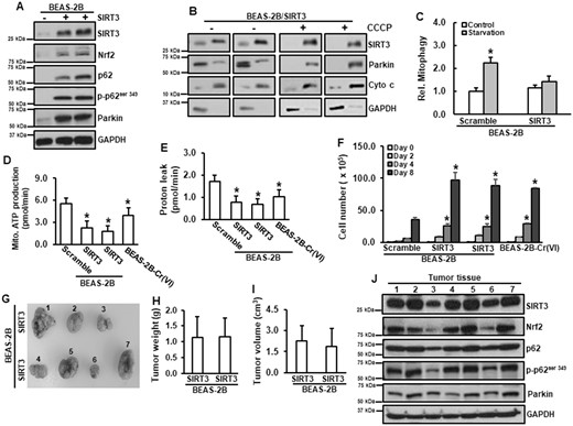Constitutive activation of SIRT3 is tumorigenic. A, Normal BEAS-2B was transfected with SIRT3 expression vector. Whole lysates were harvested for immunoblotting analysis. B, BEAS-2B with or without stable expression of SIRT3 were treated with 5 µM of CCCP for 4 h. Mitochondrial and cytosolic fractions were isolated for immunoblotting analysis. (C) BEAS-2B with or without stable expression of SIRT3 were seeded in 96-well plate for overnight. Cells were starved for 24 h. mKeima fluorescence intensity was measured. Data are expressed as mean ± SD (n = 8). *p < .05 compared with control. D and E, BEAS-2B cells with or without stable expression of SIRT3 and Cr(VI)-transformed cells were seeded in 96-well plates for overnight. Mitochondrial stress test was conducted using Seahorse analysis. Data are expressed as mean ± SD (n = 8). *p < .05 compared with those in BEAS-2B cells. F, BEAS-2B cells with or without stable expression of SIRT3 and Cr(VI)-transformed cells were seeded in 6-well plates for 2, 4, and 8 days and total cell number was counted. Data are expressed as mean ± SD (n = 3). *p < .05 compared with that in BEAS-2B cells (Scramble) at the same day. G–I, 6–8 weeks old female immuno-deficient mice were subcutaneously injected with BEAS-2B with or without SIRT3 stable expression. After 3 weeks, tumor volumes were measured (I). Tumor tissues were isolated. Tumors were pictured (G) and weighted (H). Protein lysates were extracted from tumor tissues for immunoblotting analysis (J).