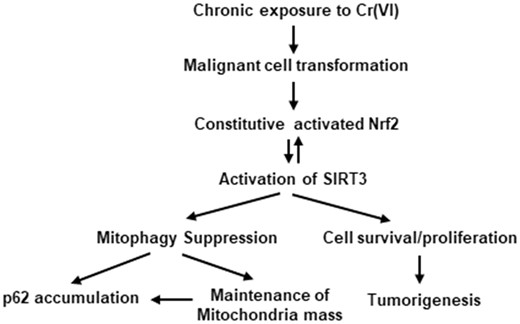 The scheme of mechanism of SIRT3 in mitophagy and tumorigenesis of Cr(VI)-transformed cells. Chronic exposure of the cells to Cr(VI) at low dose causes malignant cell transformation. The malignantly transformed cells exhibit constitutive activated Nrf2 and SIRT3, leading to mitophagy suppression, cell survival and tumorigenesis of Cr(VI)-transformed cells.