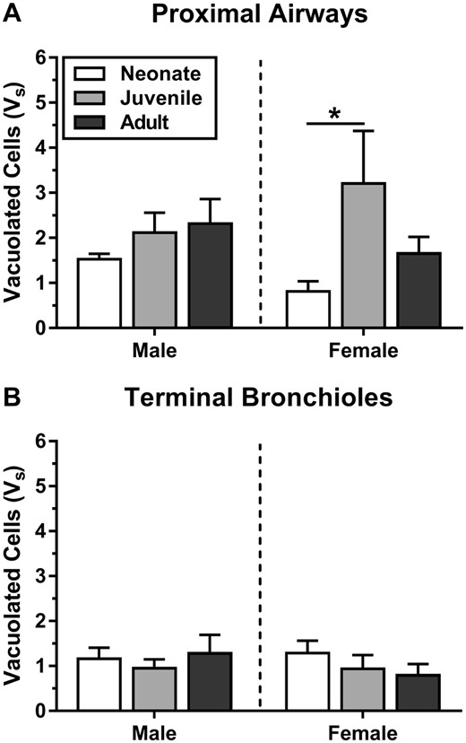 At 10 ppm, juvenile females had high levels of vacuolated epithelium in the proximal airways, as measured by morphometric approaches. Epithelial damage (Vs) is defined as volume of epithelium containing vacuolated cells, normalized to basal lamina surface area (μm3/μm2). Mass of vacuolated epithelium in the controls ranged from 0.00 to 0.13 μm3/μm2. These measurements confirmed that proximal airways (A) have a greater volume of epithelial damage per basal lamina than distal airways (terminal bronchioles) (B) at 10 ppm. Statistics (n = 5): 2-way ANOVA (age, sex) with Tukey’s post hoc test (*p < .05).