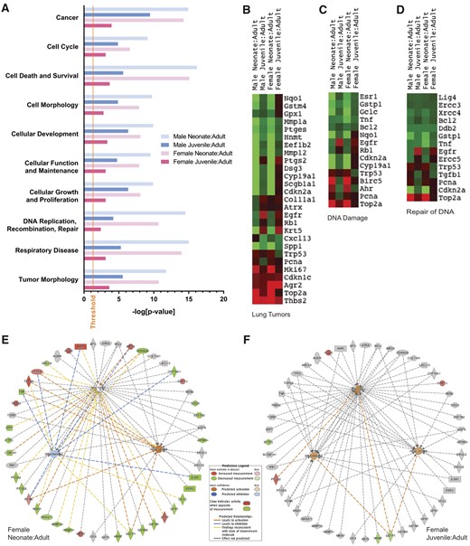 Gene expression in unexposed young mice relative to adults of the same sex. A, Gene enrichment for selected relevant disease and disorder functions with significance as determined by IPA software using Fisher’s exact test. Threshold for significance is set at –log (0.05). B–D, Heatmaps for groups of genes associated with B, lung tumors, C, DNA damage, or D, repair of DNA. E–F, Genes associated with lung tumors or DNA damage/repair with IPA prediction of activation (orange) and inhibition (blue), and with observed increases (red) or decreases (green) in young female animals relative to female adults. Gene expression is lower in neonates than adults for most genes of interest. Gene expression is similar between juveniles and adults for most genes of interest; however three genes (Agr2, Cdkn1c, Ptgs2) have increased measurement and three (Sftpc, Hnmt, Gstp1) have decreased measurement.