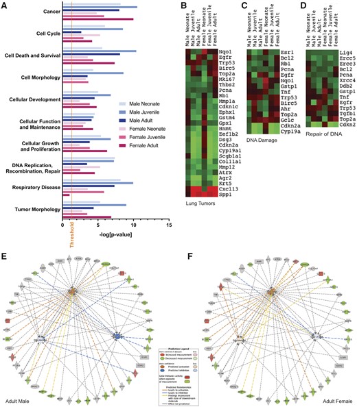 Gene expression in 10-ppm NA-exposed mice relative to unexposed, age-matched animals. A, Gene enrichment for selected relevant disease and disorder functions with significance as determined by IPA software using Fisher’s exact test. Threshold for significance is set at –log (0.05). B–D, Heatmaps for groups of genes associated with B, lung tumors, C, DNA damage, or D, repair of DNA. E–F, Genes associated with lung tumors or DNA damage/repair with IPA prediction of activation (orange) and inhibition (blue), and with observed increases (red) or decreases (green). Lung tumors are predicted to be inhibited in both sexes, with predicted activation of DNA damage pathways in females only. Birc5 and Top2a are activated with exposure in (F) adult females, but not (E) adult males. Ptges, Agr2 is decreased with exposure in adult females only. Gclc is activated with exposure in male adults only. Krt14, Nqo1, Thbs2 are decreased with exposure in male adults only.