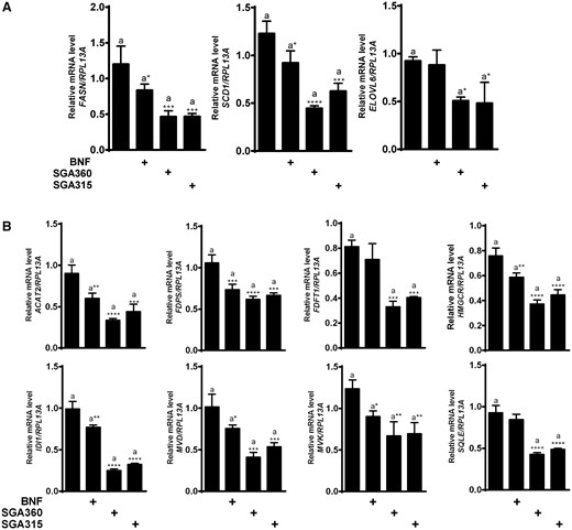 Exposure to aryl hydrocarbon receptor (AHR) ligands attenuates mRNA levels of fatty acid and cholesterol synthesis genes. After 16 h of treatment with BNF (5 µM), SGA360 (10 µM), or SGA315 (10 µM) in media containing delipidated serum, mRNA levels of indicated genes were examined by qRT-PCR analysis. Expression analysis of genes in the fatty acid synthesis pathway (A) and expression analysis of genes in the cholesterol synthesis pathway (B). Data are presented as mean ± SD, n = 3; significance was determined by one-way ANOVA.