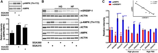 Phosphorylated AMPK levels inversely correlate with the mature SREBP-1 protein in the presence of selective AHR ligands. A, SEB-1 cells were treated with SGA360 (10 µM) or SGA315 (10 µM) in media containing lipid-depleted FBS for 24 h, AMPK and pAMPK (T172) protein levels were determined by WES. B, SGA360 (10 µM) or SGA315 (10 µM) was administered to SEB-1 cells in the presence of high glucose (25 mM) or high delipidated serum (20% FBS). C, Protein expression of SREBP-1, AMPK, and pAMPK (T172) was examined by WES analyses, and quantified. Regression analysis comparing pAMPK and mSREBP-1 protein levels. Data are presented as mean ± SD, n = 3; significance was determined by one-way ANOVA.