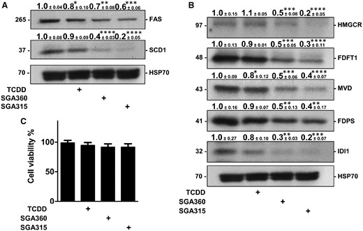 AHR activation diminishes protein levels of fatty acid synthesis and cholesterol enzymes. A, B, After 48 h of treatment with 2,3,7,8-tetrachlorodibenzo-p-dioxin (TCDD; 10 nM), SGA360 (10 µM), or SGA315 (10 µM) in media containing delipidated serum, protein levels of indicated enzymes in SEB-1 cells were examined by quantitative immunoblot analyses. C, Cell viability was determined by MTT assay upon 48 h of ligand exposure. Data are presented as mean ± SD, n = 3; significance was determined by one-way ANOVA.