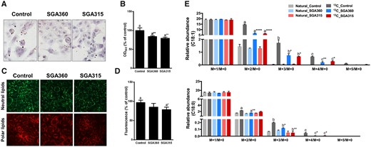 Selective AHR modulators are able to decrease lipid synthesis in SEB-1 cells. SEB-1 cells were treated with SGA360 (10 µM) or SGA315 (10 µM) for 48 h in the presence of linoleic acid and insulin. Lipids were stained by Oil Red O (A, B) or using live cell lipid imaging kit (C, D). E, Upon 48 h of ligand exposure (10 µM) in delipidated media, SEB-1 cells were incubated for an additional 24 h in stable isotope containing media (see Materials and Methods section) in the presence of ligands.U-13C-incorporated oleic acid and stearic acid were measured by liquid chromatography–mass spectrometry. Data are presented as mean ± SD, n = 3; significance was determined by one-way ANOVA.
