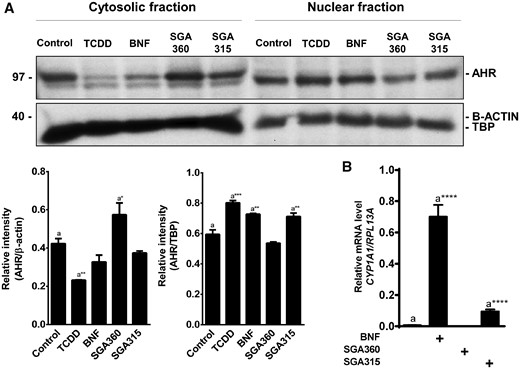 Translocation of AHR to the nucleus and target gene expression upon exposure to different classes of ligands. Upon 16 h of treatment with TCDD (10 nM), BNF (5 μM), SGA360 (10 μM), or SGA315 (10 μM), (A) protein levels of AHR were examined in subcellular fractions by immunoblot analyses, or (B) CYP1A1 expression was assessed by qRT-PCR. Data are presented as mean ± SD, n = 3; significance was determined by one-way ANOVA.