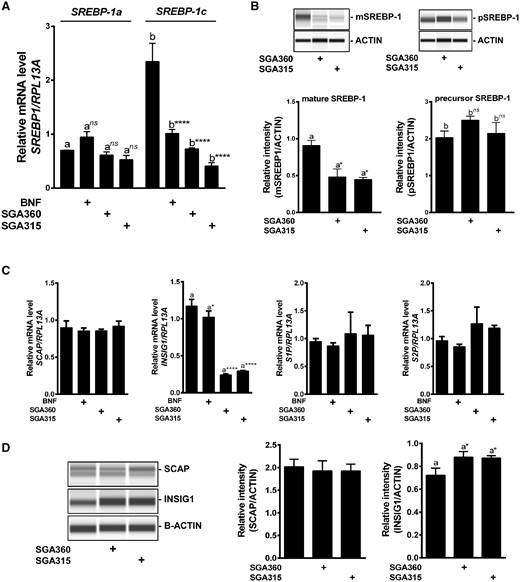 Selective AHR activation leads to a decrease in the transcriptionally active mSREBP-1 protein level without altering factors involved in SREBP proteolytic processing. SEB-1 cells were treated with SGA360 (10 µM) or SGA315 (10 µM) for 24 h in delipidated media, and SREBP-1 expression was examined at (A) mRNA or (B) protein level. C, Upon 24 h of ligand exposure, mRNA levels of SCAP, INSIG1, S1P, and S2P were assessed by qRT-PCR and (D) protein expression of SCAP and INSIG1 was analyzed by WES capillary system. Data are presented as mean ± SD, n = 3; significance was determined by one-way ANOVA.