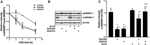 The liganded AHR increases the turnover of the transcriptionally active mSREBP-1 protein and ALLN treatment attenuates ligand mediated decrease in mSREBP1. A, SEB-1 cells were cotreated with cycloheximide (1 µg/ml) and SGA360 (10 µM) or SGA315 (10 µM) over the course of 8 h, mature SREBP-1 protein levels were examined by WES. B, Upon 24 h of treatment with ligands (10 µM) and ALLN (10 µg/ml), SREBP-1 protein levels were examined by WES and (C) the relative protein levels are shown in panel B. Data are presented as mean ± SD, n = 3; significance was determined by one-way ANOVA.