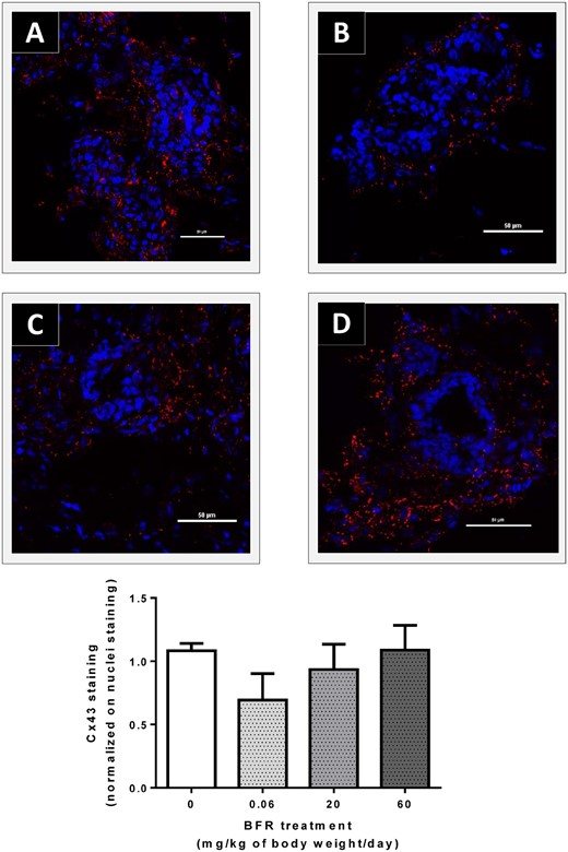 Effects of exposure to a brominated flame retardant (BFR) mixture on Cx43 localization in the mammary glands of offspring at postnatal day (PND) 46. Cryosections were cut (7 µm) and processed for immunofluorescence staining from vehicle controls (A) and animals from the 0.06 (B), 20 (C) or 60 (D) mg/kg/day BFR mixture treatment groups. Nuclei were stained with 4′, 6-diamidino-2-phenylindole (DAPI) (blue). Cx43 junctional plaques (red) were localized at the membrane; the number of plaques tended to decrease in animals treated with the 0.06 mg/kg/day dose compared to control animals. Histograms represent the means ± SEM (n = 4 pups from 4 different litters) of the number of junctional plaques normalized on the number of nuclei. Images were obtained with a Nikon A1R+ equipped with a spectral detector and analyzed using NIS-elements software.