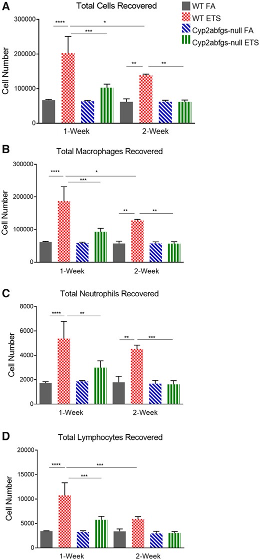 Abundance of inflammatory cells in bronchoalveolar lavage fluid (BALF) from wildtype (WT) and Cyp2abfgs-null mice after acute environmental tobacco smoke (ETS) inhalation. WT and Cyp2abfgs-null mice (adult female) were exposed daily (40 min per day) to filtered air (FA) or ETS for 1 or 2 weeks as described in Materials and Methods section. Bronchoalveolar lavage was performed 24 h after completion of the last exposure. A, Total cells were counted manually using a hemocytometer. Total numbers of macrophages (B), neutrophils (C), and lymphocytes (D) were determined using cytopreparations. Data represent means ± SD (n = 3). *p < .05, **p < .01, ***p < .001, ****p < .0001 (two-way ANOVA, followed by Tukey’s multiple comparisons test).