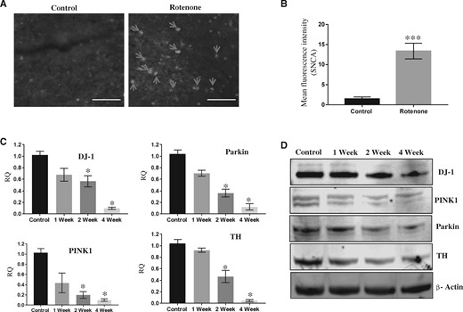 Rotenone exposure induced Parkinson’s disease like cellular and molecular alterations in aged rat brains. (A) Images and (B) bar graph of immunohistochemical analysis of SNCA accumulation in substantia nigra (SN) of control or 4-week rotenone exposed 1‐year‐old rats. Scale bar 25 µM. C, Real-time PCR-based relative quantification (RQ) of mRNA of DJ-1, PINK1, Parkin, and tyrosine hydroxylase (TH) in total RNA isolated from SN of control or 1-, 2-, and 4-week rotenone exposed rats. D, Western blots of DJ-1, PINK1, Parkin, TH, and β-Actin in SN of control or 1-, 2-, and 4-week rotenone exposed rats. Rotenone 2.5 mg/kg b.wt 6 days in a week in 1‐year‐old rats. Student’s t test was performed to calculate significance. Mean fluorescence intensity was calculated using ImageJ, HPRT was used as normalization control for real-time PCR. *p < .05, ***p < .001.