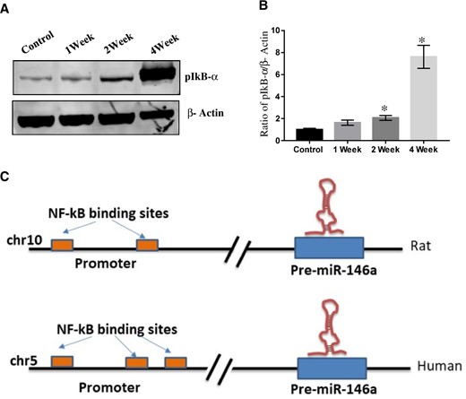 Rotenone exposure induced phosphorylation of NF-kβ. A, Western blot of pIkB-α and β-Actin in whole cell lysate prepared from substantia nigra (SN) of control or 1-, 2-, and 4-week rotenone exposed rats. B, Densitometry of Western blot of pIkB-α and β-Actin in whole cell lysate prepared from SN of control or 1-, 2-, and 4-week rotenone exposed rats. C, In silico mapping of NF-kβ binding sites in miR-146a promotor region. Densitometry was performed using ImageJ software. *p < .05.