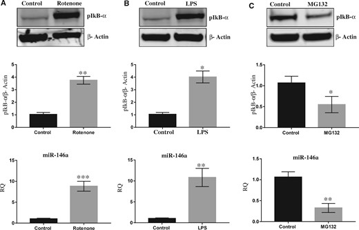 Rotenone induced expression of miR-146a by activating NF-kβ. A, Western blot and Densitometry of pIkB-α and β-Actin in whole cell lysate prepared from SH-SY5Y cells exposed with rotenone with real-time PCR of miR-146a in SH-SY5Y cells exposed with rotenone. B, Western blot and Densitometry of pIkB-α and β-Actin in whole cell lysate prepared from SH-SY5Y cells exposed with lipopolysaccharide (LPS) with real-time PCR of miR-146a in SH-SY5Y cells exposed with LPS. C, Western blot and Densitometry of pIkB-α and β-Actin in whole cell lysate prepared from SH-SY5Y cells exposed with MG-132 with real-time PCR of miR-146a in SH-SY5Y cells exposed with MG-132. Densitometry was performed using ImageJ software. *p < .05, **p < .01, ***p < .001. Abbreviation: RQ: relative quantification.