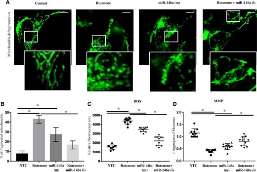 Inhibition of miR-146a rescued rotenone induced mitochondrial fragmentation and oxidative imbalance. A, The overall morphology of the entire mitochondrial network was studied by confocal microscopy in SH-SY5Y cells, Control, exposed with Rotenone, transfected with synthetic mimics of miR-146a (Syn-miR-146a) and transfected with synthetic inhibitors of miR-146a (Anti-miR-146a) and exposed with rotenone SH-SY5Y cells. Scale bar 10 µM. B, Bar diagram of % of fragmented mitochondria in Control, exposed with Rotenone, transfected with Syn-miR-146a and transfected with Anti-miR-146a and exposed with rotenone, SH-SY5Y cells. C, Relative DCFDA fluorescent units in SH-SY5Y cells transfected with nontarget control (NTC), or exposed with rotenone, or transfected with Syn-miR-146a or transfected with inhibitors of miR-146a and exposed with rotenone. D, Estimation of mitochondrial membrane potential (MMP) using JC-1 in SH-SY5Y cells transfected with NTC, or exposed with rotenone, or transfected with synthetic mimics of miR-146a or transfected with inhibitors of miR-146a and exposed with rotenone, or transfected with inhibitors of miR-146a. All experiments were performed in triplicates. Mitochondria in SH-SY5Y cells were visualized by CellLight Mitochondria-GFP, BacMan 2.0 of Thermo Fisher using confocal microscopy. *p < .05. Abbreviation: ROS, reactive oxygen species.