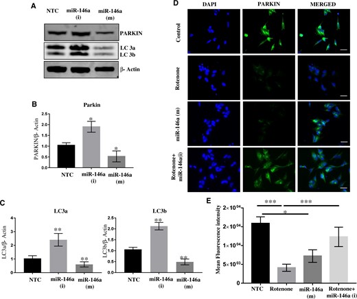 miR-146a binds and regulate expression of Parkin. A, Western blots of Parkin, LC 3a/b, and β-Actin in SH-SY5Y cells transfected with nontarget control (NTC) or synthetic inhibitor of miR-146a or synthetic mimics of miR-146a. B, Densitometry of Western blots of Parkin, LC 3a/b, and β-Actin in SH-SY5Y cells transfected with NTC or synthetic inhibitor of miR-146a or synthetic mimics of miR-146a. C, Real-time PCR of Parkin in SH-SY5Y cells transfected with NTC or synthetic inhibitor of miR-146a or synthetic mimics of miR-146a. D, Immunofluorescence of Parkin in SH-SY5Y cells transfected with NTC or synthetic inhibitor of miR-146a or synthetic mimics of miR-146a. Scale bar 10 µM. E, Mean fluorescence intensity of Parkin fluorescence in SH-SY5Y cells transfected with NTC or synthetic inhibitor of miR-146a or synthetic mimics of miR-146a. Densitometry was performed using ImageJ software. All experiments were performed in triplicates using SH-SY5Y cells of different passage. *p < .05, **p < .01, ***p < .001.