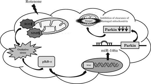 Schematic diagram of miR-146a-mediated rotenone-induced neurodegeneration. Abbreviations: MMP, mitochondrial membrane potential; ROS, reactive oxygen species.