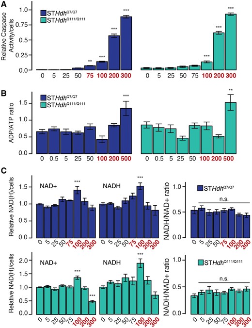 Subtoxic concentrations of Mn do not affect metabolic balance. A, Relative caspase-3/7 activity following 24-h Mn exposure. Left, STHdhQ7/Q7; Right, STHdhQ111/Q111. Results combined from 3 independent experiments, n = 4–6; total n = 16 (see Materials and Methods section). B, ADP/ATP ratio following 24-h Mn exposure. Left, STHdhQ7/Q7; Right, STHdhQ111/Q111. Results combined from 3 independent experiments, n = 3–4; total n = 6–10. C, Relative quantity NAD+, NADH, and NADH/NAD+ ratio following 24-h Mn exposure. Top, STHdhQ7/Q7; Bottom, STHdhQ111/Q111. Results combined from 3 independent experiments, n = 3; total n = 9. Mn concentration (µM) is indicated below respective bars. Concentrations in red reflect concentrations above which significant cytotoxicity is observed. Error bars reflect SEM. **p < .01, ***p < .001, by Dunnett’s test relative to control.