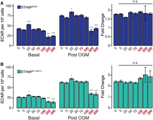 Supratoxic Mn exposures reduce glycolytic activity, but not glycolytic induction. A, (left and center) STHdhQ7/Q7 basal and postoligomycin extracellular acidification oligomycin-extracellular acidification rates (OGM-ECAR) (pmol/min) per 104 cells; (right) Percent change between OGM-ECAR and basal ECAR. B, (left and center) STHdhQ111/Q111 basal ECAR and OGM-ECAR per 104 cells, (right) percent change between OGM addition and basal ECAR. Mn concentrations (µM), after 24 h exposure, are indicated below the respective bars. Concentrations in red reflect concentrations above which significant cytotoxicity is observed. Results combined from 3 independent experiments, n = 6; total n = 18. Error bars reflect SEM. *p < .05, ***p < .001, by Dunnett’s test relative to control for each measurement.