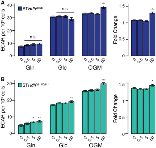 Subtoxic Mn exposures may slightly increase glycolytic activity and induction. (A) STHdhQ7/Q7 and (B) STHdhQ111/Q111 glutamine- (Gln), glucose- (Glc), oligomycin-linked (OGM) extracellular acidification rates (ECAR) (pmol/min) per 104 cells, and fold change between glucose- and oligomycin-linked ECAR. Mn concentrations (µM), after 24-h exposure, are indicated below respective bars. Results combined from 3 independent experiments, n = 10–12; total n = 30–36. Error bars reflect SEM. *p < .05, **p < .01, ***p < .001, by Dunnett’s test relative to control for each measurement.