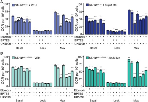 Subtoxic Mn exposure does not substantially affect mitochondrial substrate dependence. (A) STHdhQ7/Q7 and (B) STHdhQ111/Q111 basal, leak, and maximum mitochondrial oxygen consumption rates (OCR) (pmol/min). Left, vehicle-treated cultures, right, cultures treated with 50 µM Mn 24 h prior to assay. Compounds added to inhibit substrate utilization during the course of the assay are indicated below respective bars. Results combined from 3 independent experiments, n = 3–5; total n = 10. Error bars reflect SEM. *p < .05, **p < .01, ***p < .001, by Dunnett’s test relative to control for each measurement.