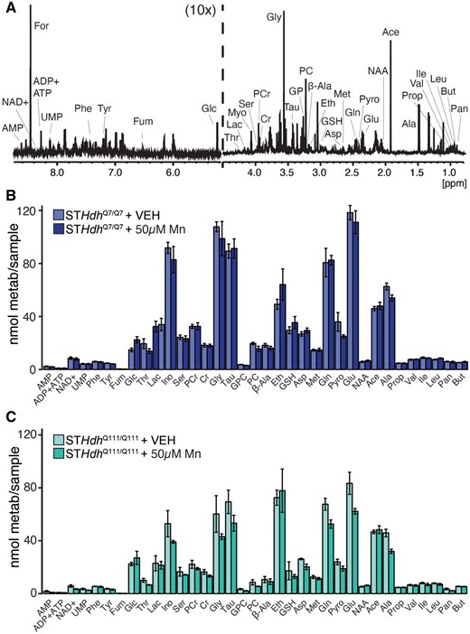 Threshold toxic Mn exposure does not significantly affect intracellular metabolite quantities. A, Representative 1H NMR spectrum of detectable aqueous metabolites from STHdh cells from 0.8 to 4.5 and 5.2 to 8.6 ppm; 5.2–8.6 ppm is magnified ×10 relative to 0.8–4.5 ppm section. Peaks used to quantify each compound are indicated; additional compound peaks are omitted for clarity. Abbreviations: Ace, acetate; Ala, alanine; β-Ala, β-Alanine; AMP, adenosine monophosphate; Asp, aspartate; But, butyrate; Cr, creatine; Eth, ethanolamine; For, formate; Fum, fumarate; Glc, glucose; Gln, glutamine; Glu, glutamate; Gly, glycine; GPC, glycerophosphocholine; GSH, glutathione; Ile, isoleucine; Ino, myo-inositol; Lac, lactate; Leu, leucine; Met, methionine; NAA, N-acetyl aspartate; NAD+, nicotinaminde adenine dinucleotide; Pan, pantothenate; PC, phosphocholine; PCr, phosphocreatine; Phe, phenylalanine; Prop, propionate; Pyro, pyroglutamate; Ser, serine; Tau, taurine; Thr, threonine; Tyr, tyrosine; UMP, uridine monophosphate; Val, valine. Formate peak is a contaminant from sample preparation. (B) STHdhQ7/Q7 and (C) STHdhQ111/Q111, metabolite quantifications of VEH-treated and 50 µM Mn-treated cultures, n = 5. Error bars reflect SEM. Each metabolite quantity compared by Student’s t test, with the Benjamini-Hochberg method used to correct for multiple comparisons. No comparisons were significant following correction.