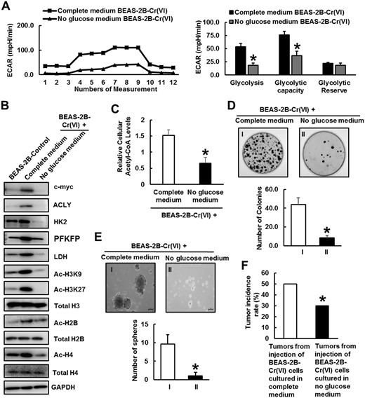 Glucose depletion reverses glycolytic shift in Cr(VI)-transformed cells and impairs their cancer stem cell-like property and tumorigenicity. A, Seahorse glycolytic stress tests of BEAS-2B-Cr(VI) cells cultured in complete medium or no glucose medium, respectively. The quantitative results are presented as mean ± SD (n = 8) *p < .05, compared with BEAS-2B-Cr(VI) cells cultured in complete medium. B, Representative Western blot analysis of c-Myc, hexokinase-2 (HK2), phosphofructokinase (PFK), lactate dehydrogenase (LDH), ATP citrate lyase (ACLY), Ac-H3K9, Ac-H3K27, Total H3, Ac-H2B, Total H2B, Ac-H4, and Total H4 protein levels in BEAS-2B-Control, BEAS-2B-Cr(VI) cells cultured in complete medium or no glucose medium. C, Relative cellular acetyl coenzyme A levels of BEAS-2B-Cr(VI) cells cultured in complete medium or no glucose medium (mean ± SD, n = 3). *p < .05, compared with BEAS-2B-Cr(VI) cells cultured in complete medium. D, Representative images and quantitative results of clonogenic assay of BEAS-2B-Cr(VI) cells cultured in complete medium or no glucose medium (mean ± SD, n = 3). *p < .05, compared with BEAS-2B-Cr(VI) cells cultured in complete medium. E, Representative images and quantitative results of suspension culture sphere formation assays of BEAS-2B-Cr(VI) cells cultured in complete medium or no glucose medium (mean ± SD, n = 3). *p < .05, compared with BEAS-2B-Cr(VI) cells cultured in complete medium. F, Nude mouse tumor forming rates of BEAS-2B-Cr(VI) cells cultured in complete medium or no glucose medium (n = 20). *p < .05, compared with BEAS-2B-Cr(VI) cells cultured in complete medium. Abbreviation: ECAR, Extracellular Acidification Rate.