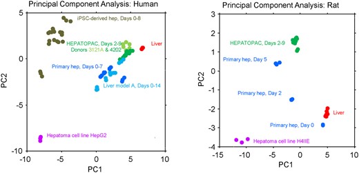 Principal component analysis (PCA) in baseline gene expression of in vivo liver and in vitro liver models. Genome-wide RNA-Seq data were generated using RNA harvested from human and rat liver, HEPATOPAC, primary hepatocytes, hepatoma cell lines, and other proprietary in vitro liver models as described in the Materials and Methods section. PCA in the basal expression was conducted using 68 prioritized genes from human and 72 prioritized genes from rat. The selected rat genes came from HNF4A, AHR, CAR, PXR+CAR, NRF2 biomarker signatures described elsewhere (Podtelezhnikov et al. 2020) and the human genes are orthologs of the rat genes (see Supplementary Figure 5 for gene list). For the PCAs of the human models, PC1 accounts for 58% and PC2 accounts for 18% of the total variance. For the PCAs of the rat models PC1 accounts for 74% and PC2 accounts for 15% of total variance.