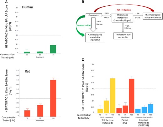 Differential bioactivation liver response assay (BA-LRA) responses of clopidogrel in the human and rat HEPATOPAC. A, Clopidogrel produced a positive BA-LRA response in the rat but not the human HEPATOPAC at 100 µM. HEPATOPAC cultures were exposed to clopidogrel at listed concentrations and harvested after 9 days. HEPATOPAC in vitro BA-LRA scores were calculated as described in the Materials and Methods section. Error bars represent standard deviationss of 3 experimental replicates. B, Clopidogrel metabolism pathways in human. C, The P450-mediated thiolactone metabolite and the parent compound, not the hydrolysis metabolite SR26334, elicited a positive BA-LRA response in the rat HEPATOPAC at 100 µM.