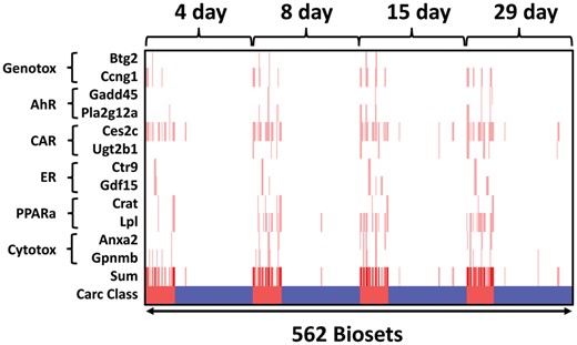 Relationships between time of exposure and thresholds for 12 biomarker genes. The heatmap shows the 562 chemical-dose-time exposures in which the gene fold-changes surpassed the thresholds derived from the TG-GATES training set (red vertical lines) across time of exposure in the entire TG-GATES study. The sum represents the sum of thresholds exceeded. Carc Class: tumorigenic, red; nontumorigenic, blue. Abbreviations: AhR, aryl hydrocarbon receptor; CAR, constitutive activated receptor; ER, estrogen receptor; PPARα, peroxisome proliferator-activated receptor α.