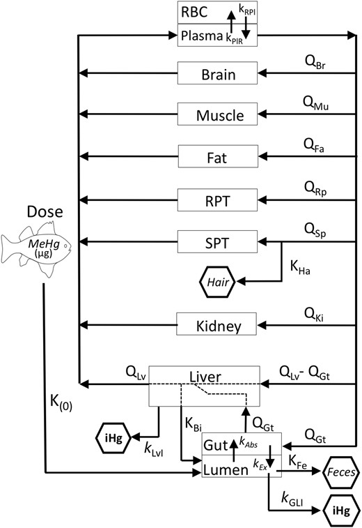 Schematic of the PBPK model. Parameters are defined in the Table 1.