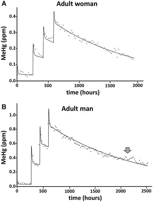 Measured and simulated values for the time course of MeHg in hair after fish meals. Data points show the longitudinal profile of total Hg measured in a single hair of a female (S38, A) and male (S34, B) subject who consumed 3 fish meals at 1 week intervals, as previously reported in Caito et al. (2018). Solid line indicates model simulation producing the best fit to the data. Model inputs used the respective body mass and MeHg dose amounts for each subject (72.6 kg female, 131 µg/dose; 78.9 kg male, 272 µg/dose). Arrow in (B) indicates time point of antibiotic administration that occurred in subject S34. (See text for discussion).