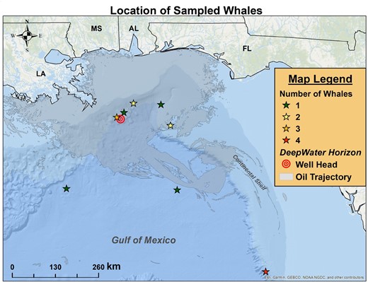 Map of the northern Gulf of Mexico where stars show the sampling locations of the sperm whales biopsied in 2012. The star colors change with number of whales sampled at each site: green = (1); yellow = (2); orange = (3); and red = (4). The location of the Deepwater Horizon oil rig is shown by the concentric red circles. The oil trajectory, as mapped by NOAA (see Materials and Methods), is shaded in grey.