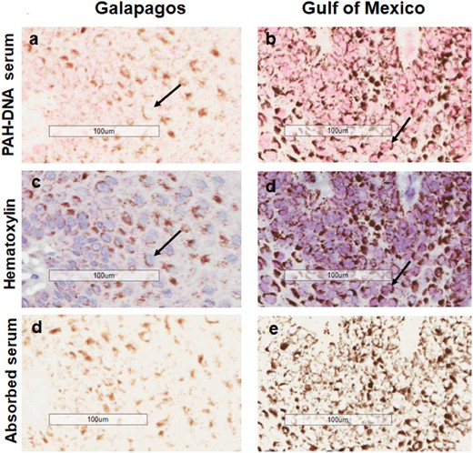 Immunohistochemistry showing PAH-DNA adduct formation (pink nuclei) in sperm whales from Galapagos (a) and Gulf of Mexico (b). Hematoxylin staining of nuclei is shown in (c) and (d) and absorbed serum controls are shown in (e) and (f). The pink color intensity scoring values for (a) and (b), are 1 and 4, respectively. Black arrows indicate PAH-DNA adducts in nuclei. Brown perinuclear areas show localization of melanin.