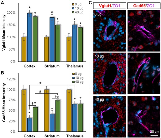 Pulmonary MWCNT exposure resulted in excitatory/inhibitory network imbalance. Brain tissues collected 4 h after exposure were stained with either the excitatory synaptic marker Vglut1 or the inhibitory synaptic marker Gad65 (red), with counter DAPI staining for nuclei (blue) and ZO1 staining for cerebrovasculature (magenta). Densitometric analysis of (A) Vglut1 or (B) Gad65 fluorescent intensity within 100 µm of the vessel wall was assessed relative to the 0 µg control exposure group within neocortex, striatum, and thalamus. (C) Representative Vglut1 and Gad65 staining proximal to cerebrovasculature are shown from striatum. Data are presented as mean ± SEM, n = 6/group. *p < .05 within dose relative to 0 µg control; #p < .05 across brain regions; p < .05 between doses within a brain region. Scale bar = 20 µm.