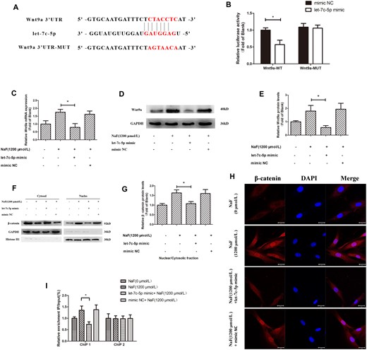 Downregulation of let-7c-5p regulates NaF-induced upregulation of CyclinD1 by Wnt9a/β-catenin pathway. Osteoblasts were transfected with the mimic NC or let-7c-5p mimic. A, The dual-luciferase vectors of wild-type and mutant Wnt9a 3′UTR. The candidate binding site sequence for let-7c-5p was detected in the WT-UTR construct, but not in MUT-UTR. Mutant or wild-type constructs were cotransfected with either the mimic NC or let-7c-5p mimic into 293T cells. B, Luciferase activity measurements. *p < .05 versus Wnt9a-3′UTR-WT + mimic NC group. C, After transfection and 1200 μmol/l NaF treatment, Wnt9a mRNA level in osteoblasts was measured with qRT-PCR; GAPDH was reference. D and E, Western blotting detecting Wnt9a protein expression, with GAPDH as the reference. F and G, β-catenin protein expression in the nucleus and cytoplasm was determined by Western blotting; GAPDH and Histone H1 were references. H, The expression and localization of β-catenin were measured by confocal laser scanning microscopy using an anti-β-catenin antibody. Bars = 20 μm. I, The enrichment levels of β-catenin in the transcriptional regulatory region and coding region of CyclinD1 were measured by chromatin immunoprecipitation assays; the results were normalized to the input DNA. Values are the mean ± SD. *p < .05 versus 1200 μmol/l NaF.