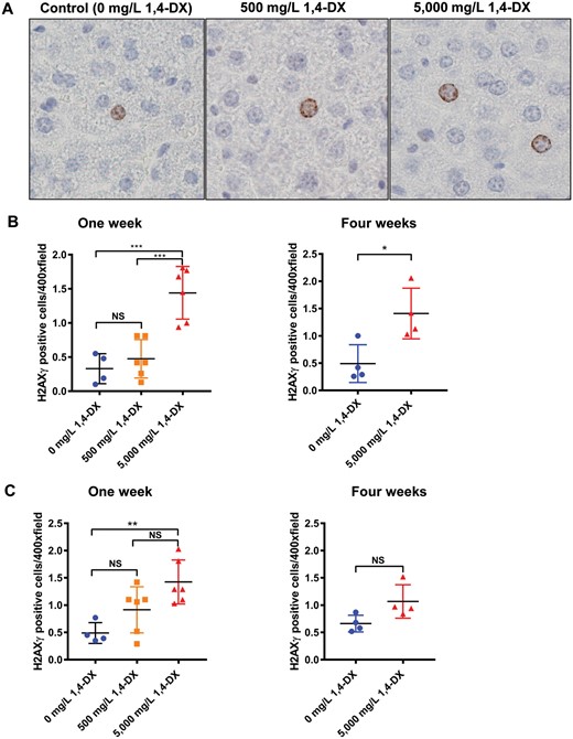 H2AXγ expression in the liver of mice exposed to 1,4-DX. A, Liver H2AXg hepatocyte staining after 1 week 1,4-DX exposure. Formalin-fixed, paraffin-embedded liver tissue was sectioned and immunostained for the presence of H2AXγ in control (untreated) mice and mice exposed to 1,4-DX (500 or 5000mg/L) in drinking water for 1 week. Representative images (400×) are shown for hepatocyte cell staining in control (0 mg/L) 1,4-DX (left panel), 500 mg/L 1,4-DX- (middle panel) and 5000 mg/L 1,4-DX- (right panel) exposed mice. B, Liver H2AXg hepatocyte quantification. The number of hepatocytes staining positively for H2AXγ in 30 consecutive 400× magnification fields per liver. C, Liver H2AXg non-hepatocyte quantification. The number of non-hepatocyte cells staining positively for H2AXγ in 30 consecutive 400× magnification fields per liver. Data are presented as individual values and the means ± SD for each treatment group (n = 4–6 mice/group). For 1-week exposure, differences between groups of mice were determined using 1-way ANOVA with Tukey correction for multiple comparisons. For 4 weeks exposure, differences between groups of mice were determined using a Student’s unpaired t test. NS = not significant; *p < .05, **p < .01, ***p < .001.