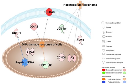 Pathway overrepresentation analyses in 1,4-DX-exposed mice. Ingenuity pathway analyses were conducted on the 65 genes that were differentially expressed in the livers of mice exposed to 5000 mg/L 1,4-DX in drinking water for 4 weeks. Pathways shown to be enriched included those involved in DNA damage response (p = 8.1E-7) and repair (p = 1.0E-2), and hepatocellular carcinoma (p = 2.2E-4). Molecules in red have increased expression in 1,4-DX-exposed mice, whereas green molecules are decreased. Blue dashed lines indicate a predicted inhibitory effect, whereas orange dashed lines indicate predicted activation. Gray lines mean that the effect cannot be predicted. The darker the color, the greater the fold change in DEGs between 1,4-DX-exposed and control mice. PHLDA3; Pleckstrin homology-like domain family A member 3, DDIAS; DNA damage-induced apoptosis suppressor, GSTP1; glutathione S-transferase pi 1, PPPLR10; protein phosphatase 1 regulatory subunit 10, BTG2; BTG anti-proliferation factor, ID1; inhibitor of DNA binding 1, AOX1; aldehyde oxidase 1, CCNG1; cyclin G1, UGT1A1; UDP glucuronosyltransferase family 1 member A1.