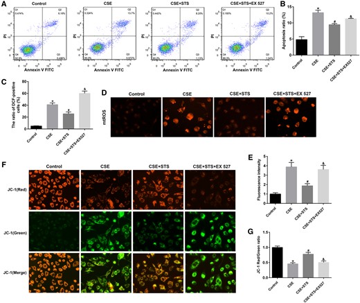 STS had no inhibitory effects on mitochondrial damage, oxidative stress, and apoptosis with SIRT1 inhibition in A549 cells. A549 cells were treated with SIRT1 inhibitor (EX 527, 20 μM) in the absence and presence of 3% CSE and STS (5 μM) for 48 h. A, Cell apoptosis of A549 cells was examined via the Annexin V-FITC/PI staining assay by flow cytometry. B, The ratio of apoptotic cells was statistically analyzed. C, The intracellular ROS was examined by flow cytometry according to the ROS assay kit. D, E, mtROS levels. F, G, The changes in ΔΨm was measured by JC-1 staining. Data are presented as mean ± SEM of at least 3 independent experiments, *p < .05, versus control cells; #p < .05, versus cells treated with 3% CSE only; &p < .05, versus cells treated with CSE and STS.