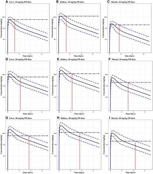 Monte Carlo simulation results for OTC concentrations in sheep. Commonly used extralabel doses (single IM dose at 10, 20, and 40 mg/kg) were simulated. Each of the simulations was run for 1000 iterations. The median, 1th and 99th percentiles of simulated results were plotted. Monte Carlo analysis results in the liver, kidney, and muscle are shown in Panels A-C for 10 mg/kg, D-F for 20 mg/kg, and G-I for 40 mg/kg. Tolerance (TOL) of OTC in the liver (6 mg/kg), kidney (12 mg/kg), and muscle (2 mg/kg) of sheep are shown on the corresponding tissue panel using a horizontal broken line. The intersection between the x-axis and the red vertical line indicates the time taken for that specific tissue's OTC concentration to go below the tolerance for the 99th of the simulated 1,000 animal population.