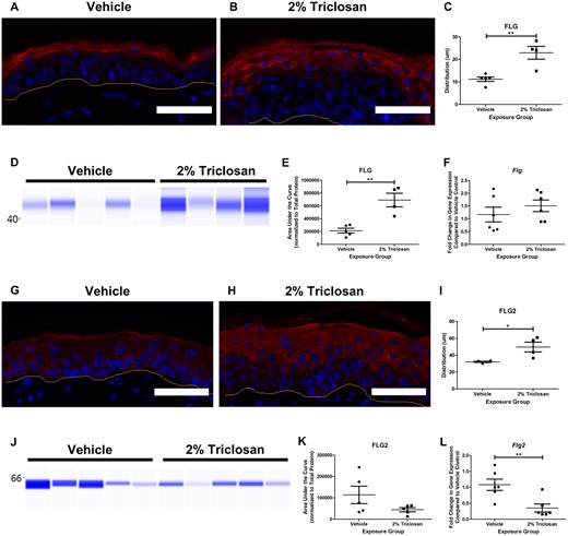 Seven days of dermal exposure to triclosan increased the filaggrin (FLG) protein and decreased the gene expression of filaggrin 2 (Flg2) in mouse skin. Representative images of FLG (red) and DAPI (blue) (A and B) and FLG2 (red) and DAPI (blue) (G-H) staining in the skin following 7 days of dermal exposure to vehicle or 2% triclosan on mice. Scale bar = 50 µm. Line indicates basement membrane. Distribution (µm) of FLG (C) and FLG2 (I) in epidermis. Points represent individual mice and bars represent the mean (± SEM) of 4–5 mice/group. *p < .05 and **p < .01, by unpaired t test. Immunoblot of FLG (D) and FLG2 (J) in skin following 7 days of dermal exposure to vehicle or 2% triclosan. Each lane represents an individual mouse. Area under the curve of FLG (E) and FLG2 (K) normalized to total protein. Points represent individual mice and bars represent the mean (± SEM) of 4–5 mice/group. **p < .01, by unpaired t test. Fold change in gene expression of Flg (F) and Flg2 (L) in skin compared with vehicle control following 7 days of dermal exposure to vehicle or 2% triclosan on mice. Points represent individual mice and bars represent the mean (± SEM) of 6 mice/group. **p < .01 versus vehicle, by unpaired t test.