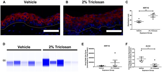 Seven days of dermal exposure to triclosan decreased the gene expression of keratin 10 (Krt10) in mouse skin. Representative images of KRT10 (red) and DAPI (blue) staining in the skin following 7 days of dermal exposure to vehicle (A) or 2% triclosan (B) on mice. Scale bar = 50 µm. Line indicates basement membrane. C, Distribution (µm) of KRT10 in epidermis. Points represent individual mice and bars represent the mean (± SEM) of 4–5 mice/group. **p < .01, by unpaired t test. D, Immunoblot of KRT10 in skin following 7 days of dermal exposure to vehicle or 2% triclosan. Each lane represents an individual mouse. E, Area under the curve of KRT10 normalized to total protein. Points represent individual mice and bars represent the mean (± SEM) of 5 mice/group. F, Fold change in gene expression of Krt10 in skin compared with vehicle control following 7 days of dermal exposure to vehicle or 2% triclosan on mice. Points represent individual mice and bars represent the mean (± SEM) of 6 mice/group. *p < .05 versus vehicle, by unpaired t test.