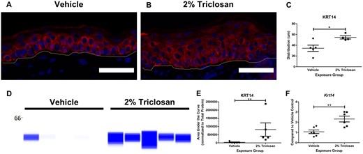 Seven days of dermal exposure to triclosan increased the expression of keratin 14 (KRT14) in mouse skin. Representative images of KRT14 (red) and DAPI (blue) staining in the skin following 7 days of dermal exposure to vehicle (A) or 2% triclosan (B) on mice. Scale bar = 50 µm. Line indicates basement membrane. C, Distribution (µm) of KRT14 in epidermis. Points represent individual mice and bars represent the mean (± SEM) of 4–5 mice/group. *p < .05, by unpaired t test. D, Immunoblot of KRT14 in skin following 7 days of dermal exposure to vehicle or 2% triclosan. Each lane represents an individual mouse. E, Area under the curve of KRT14 normalized to total protein. Points represent individual mice and bars represent the mean (± SEM) of 5 mice/group. **p < .01 versus vehicle, by Mann-Whitney test. F, Fold change in gene expression of Krt14 in skin compared with vehicle control following 7 days of dermal exposure to vehicle or 2% triclosan on mice. Points represent the individual mice and bars represent the mean (± SEM) of 6 mice/group. **p < .01 versus vehicle, by unpaired t test.