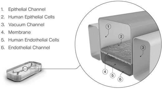 Central to Organ-Chip models is the recreation of the tissue-tissue interface which is enabled by culturing organ-specific cells in 2 independent, parallel microfluidic channels.